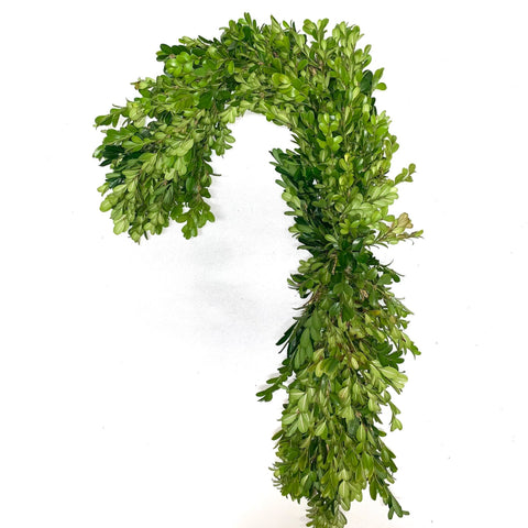 Boxwood Candy Cane Wreath Close Up - Image