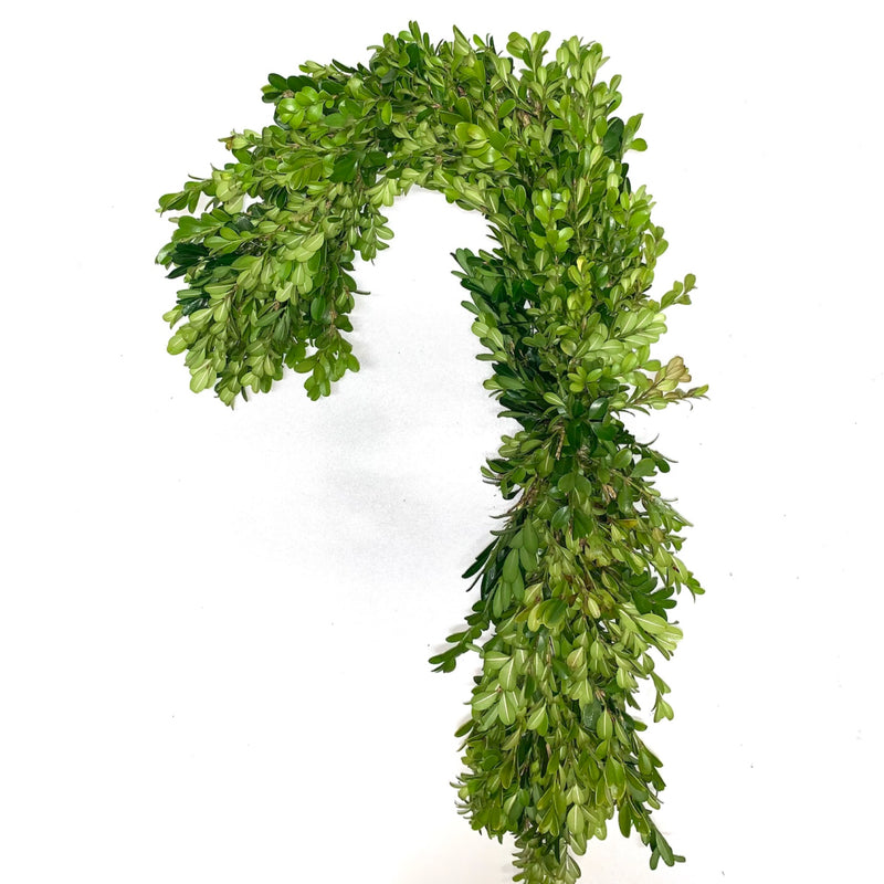 Boxwood Candy Cane Wreath Close Up - Image