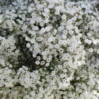 Bulk Baby's Breath Flower Million Star
