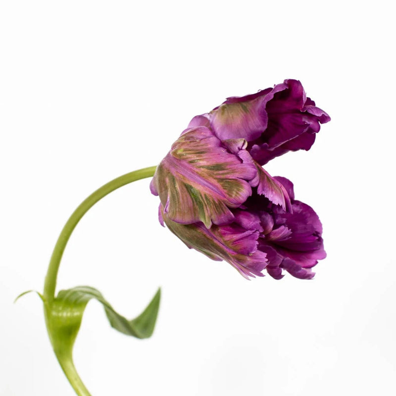 Amethyst Garden Parrot Tulip Close Up - Image