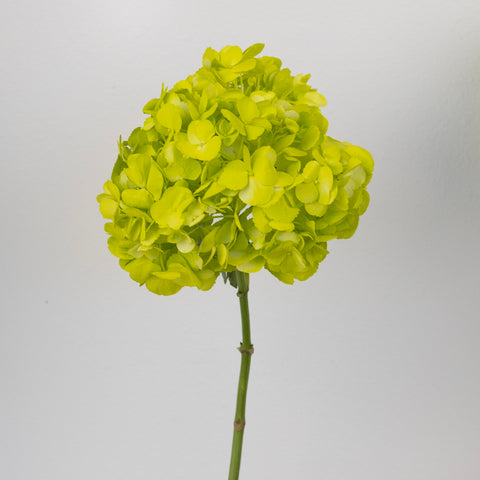 Wasabi Airbrushed Hydrangea Flower Stem - Image