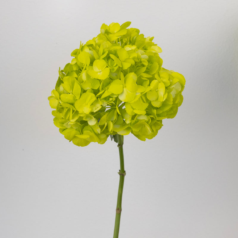 Wasabi Airbrushed Hydrangea Flower Stem - Image