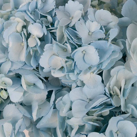 Cool Blue Airbrushed Hydrangea Flower Close Up - Image