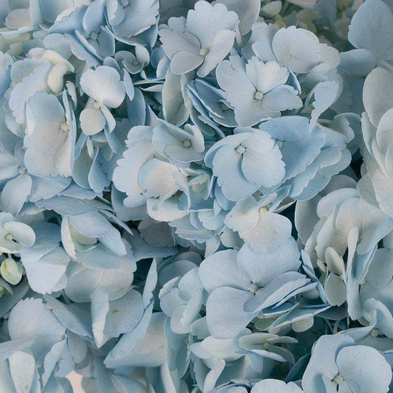 Cool Blue Airbrushed Hydrangea Flower Close Up - Image