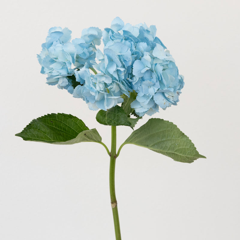 Cool Blue Airbrushed Hydrangea Flower Stem - Image