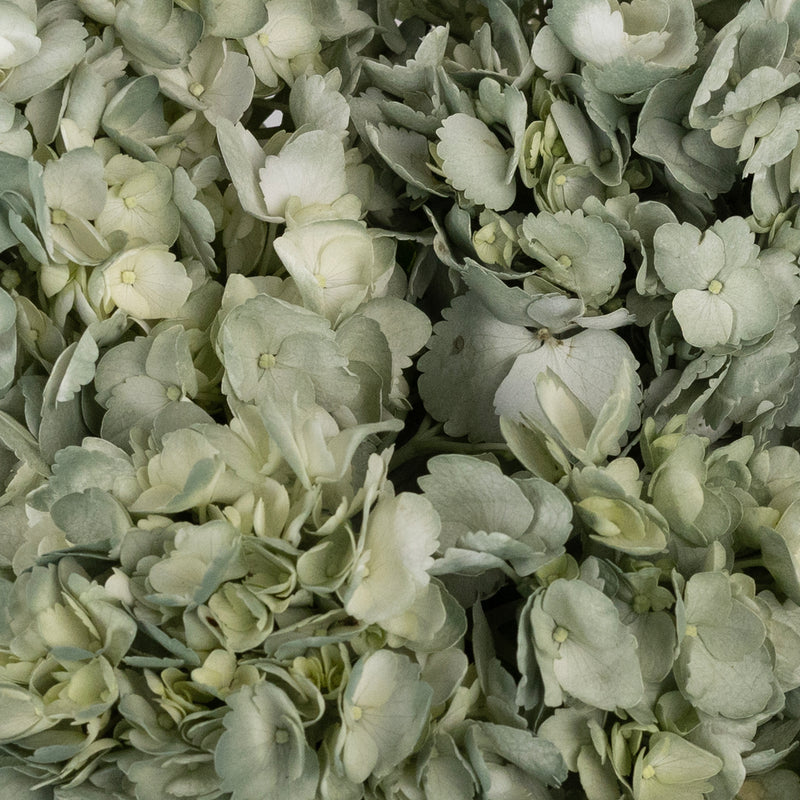 Jade Airbrushed Hydrangea Flower Close Up - Image