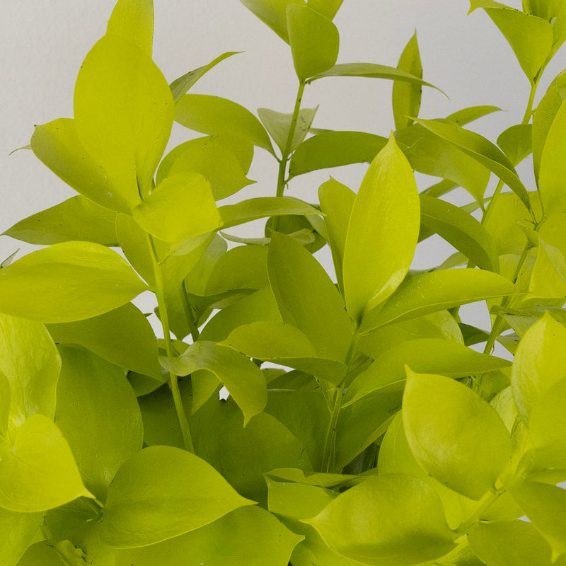 Wasabi Tinted Ruscus Greenery Close Up - Image
