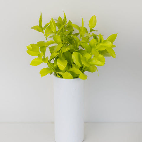 Wasabi Tinted Ruscus Greenery Vase - Image