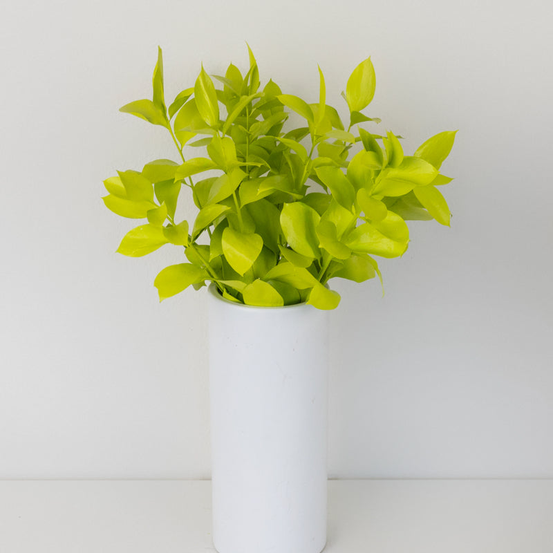 Wasabi Tinted Ruscus Greenery Vase - Image