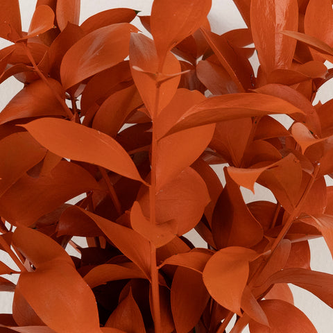 Persimmon Tinted Ruscus Greenery Close Up - Image
