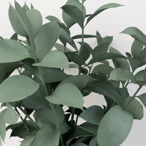 Jade Tinted Ruscus Greenery Close Up - Image