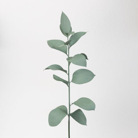 Jade Tinted Ruscus Greenery Stem - Image