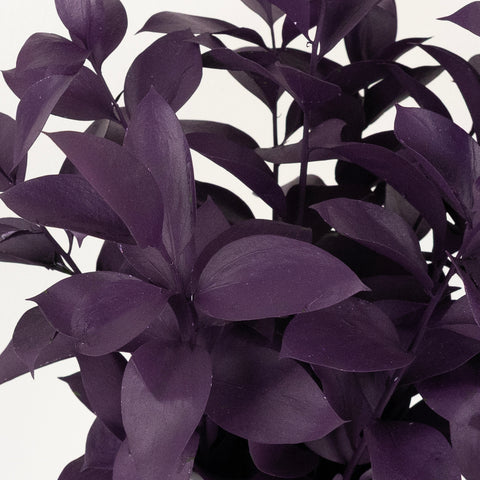 Plum Noir Tinted Ruscus Greenery Close Up - Image