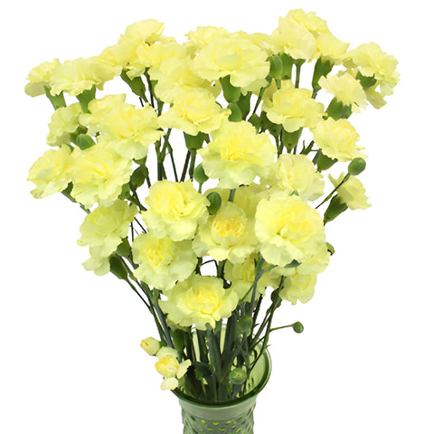 Butter Yellow Mini Carnation Flowers In a vase