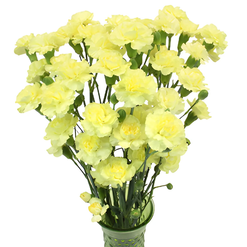 Butter Yellow Mini Carnation Flowers In a vase