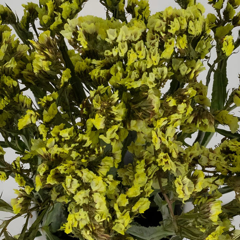 Wasabi Tinted Statice Flower Close Up - Image