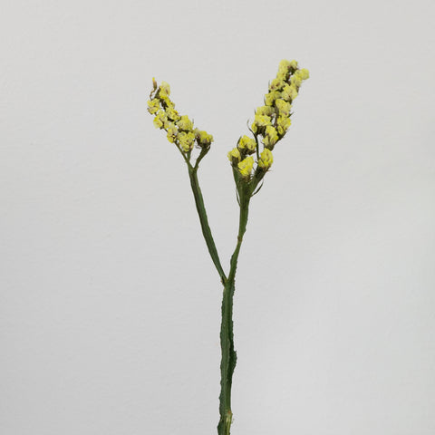 Wasabi Tinted Statice Flower Stem - Image