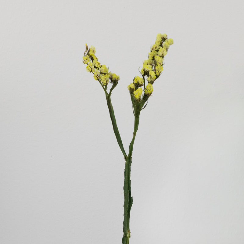 Wasabi Tinted Statice Flower Stem - Image