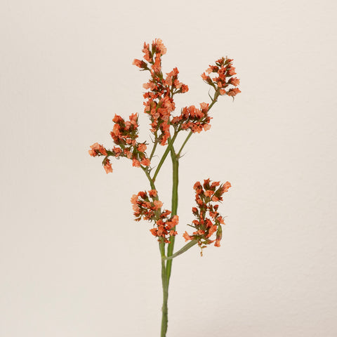 Persimmon Tinted Statice Flower Stem - Image