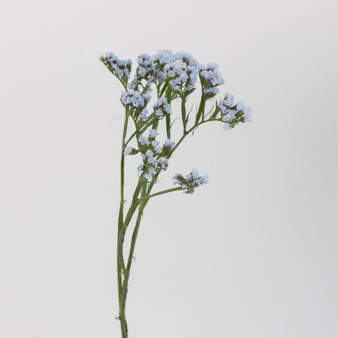 Cool Blue Tinted Statice Flower Stem - Image
