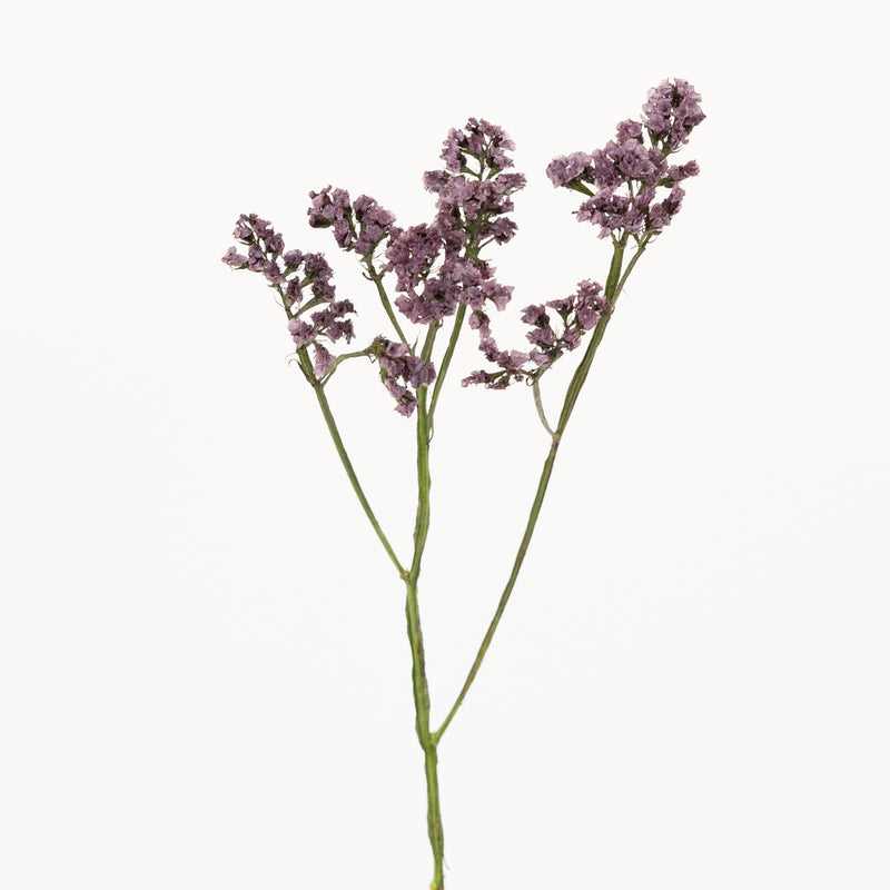 Plum Noir Tinted Statice Flower Stem - Image