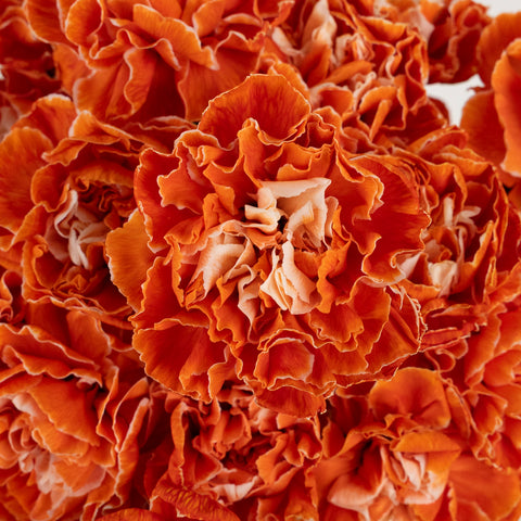 Persimmon Tinted Carnation Flowers Close Up - Image