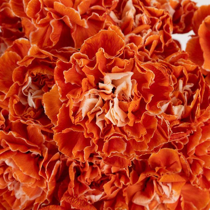 Persimmon Tinted Carnation Flowers Close Up - Image