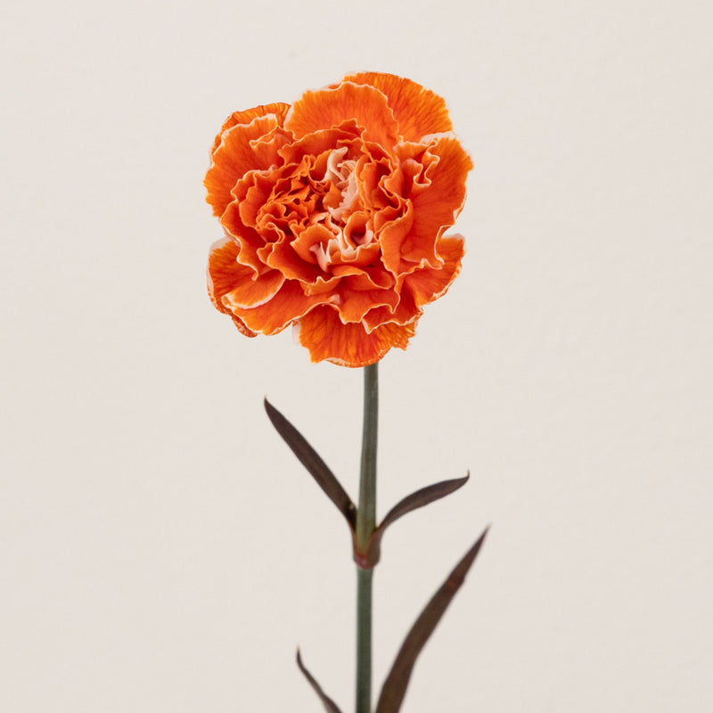 Persimmon Tinted Carnation Flowers Stem - Image