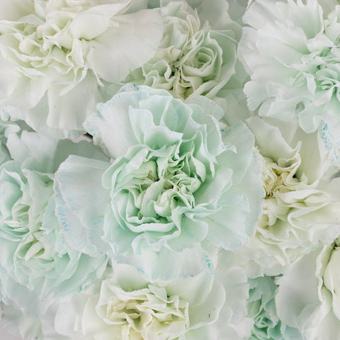 Cool Blue Tinted Carnation Flowers Close Up - Image