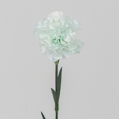 Cool Blue Tinted Carnation Flowers Stem - Image