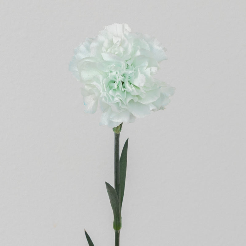 Cool Blue Tinted Carnation Flowers Stem - Image