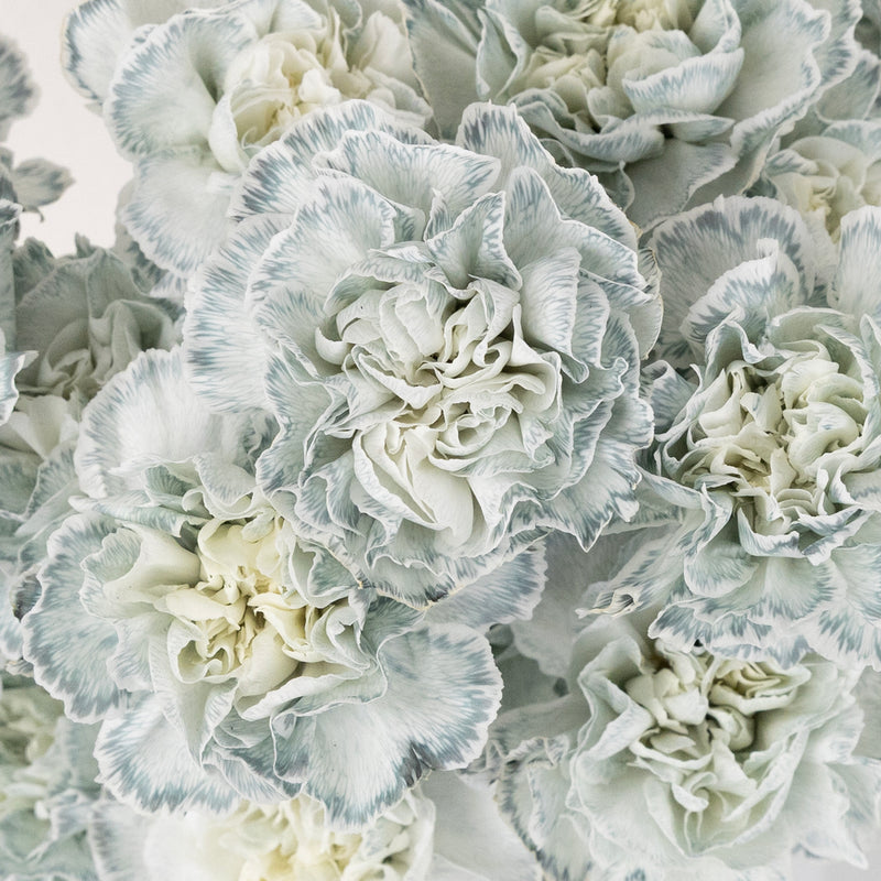 Jade Tinted Carnation Flowers Close Up - Image