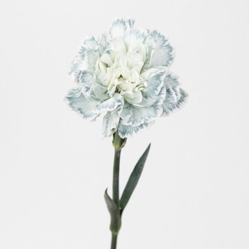 Jade Tinted Carnation Flowers Stem - Image