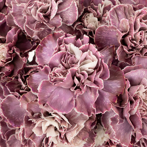 Plum Noir Tinted Carnation Flowers Close Up - Image
