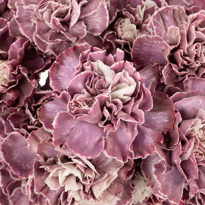 Plum Noir Tinted Carnation Flowers Close Up - Image