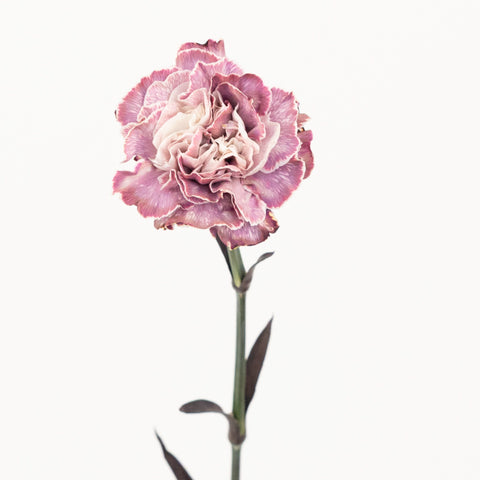 Plum Noir Tinted Carnation Flowers Stem - Image