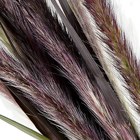 Bulk Fountain Grass