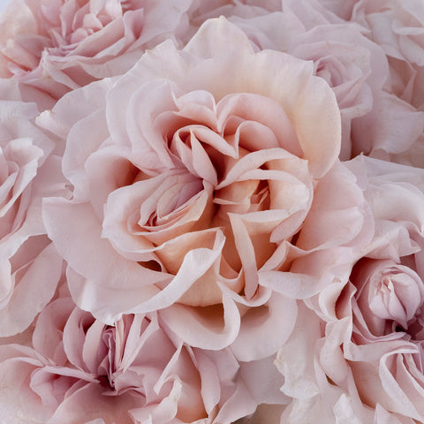 Blushing Button Garden Rose Close Up - Image