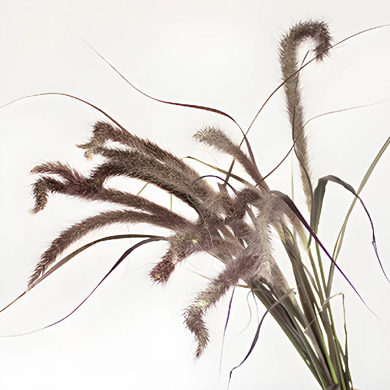 Bulk Fountain Grass