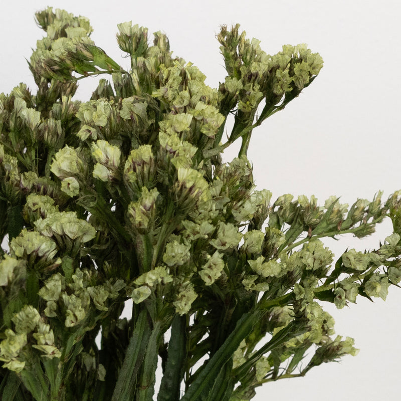 Jade Tinted Statice Flower Close Up - Image