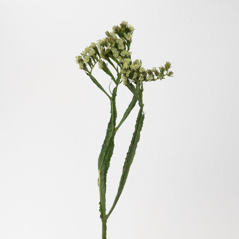 Jade Tinted Statice Flower Vase - Image