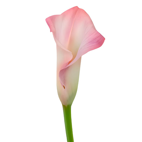 Ivory Pink Mini Calla Lily Flower Close Up - Image