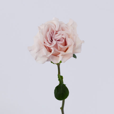 Blushing Button Garden Rose Vase - Image