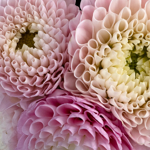 Sugar Plum Dahlia Flower Close Up - Image