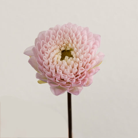 Sugar Plum Dahlia Flower Stem - Image