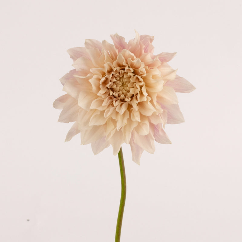 Evening Sun Dinner Plate Dahlia Flower Stem - Image
