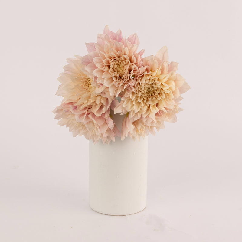 Evening Sun Dinner Plate Dahlia Flower Vase - Image