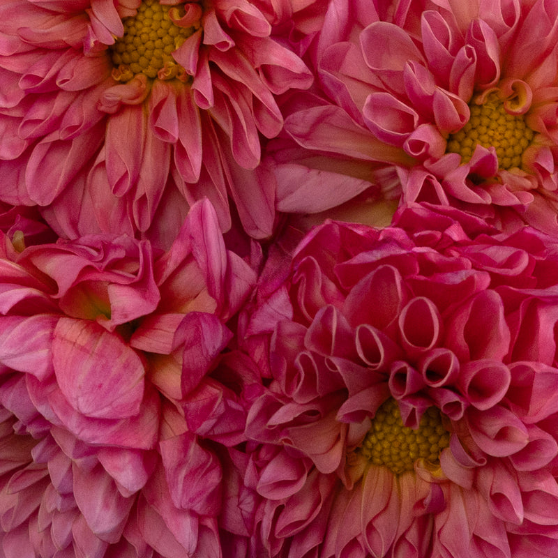 Pink Sherbet Dahlia Flower Stem - Image
