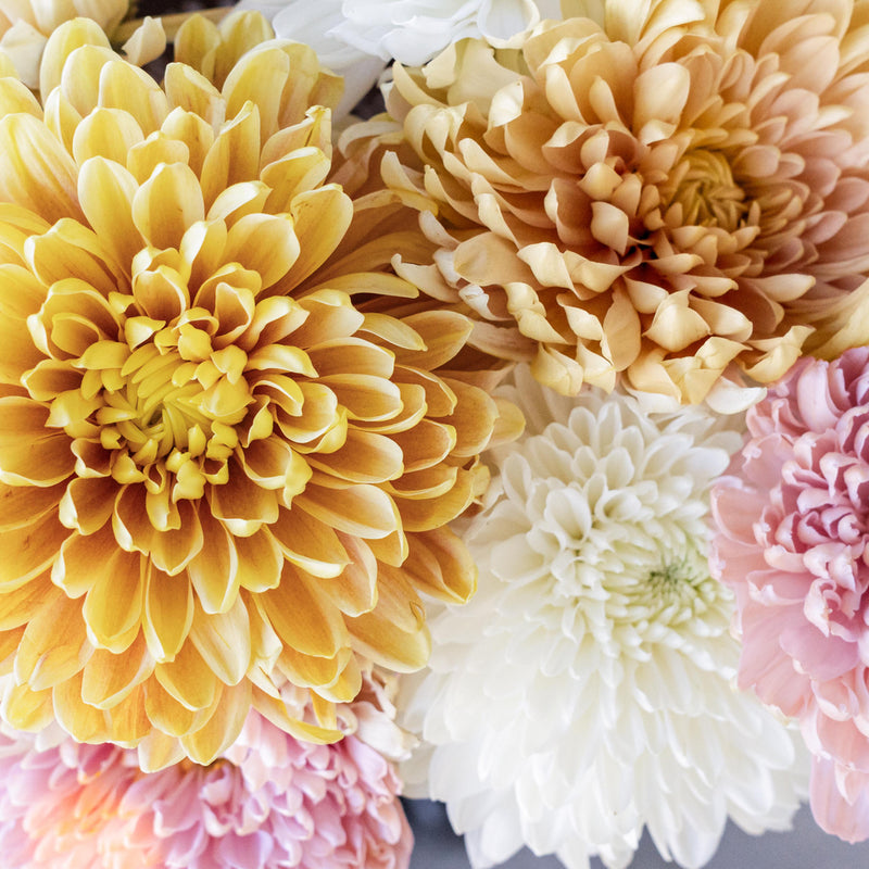 Honeycomb Chrysanthemum Flower Kit Close Up - Image