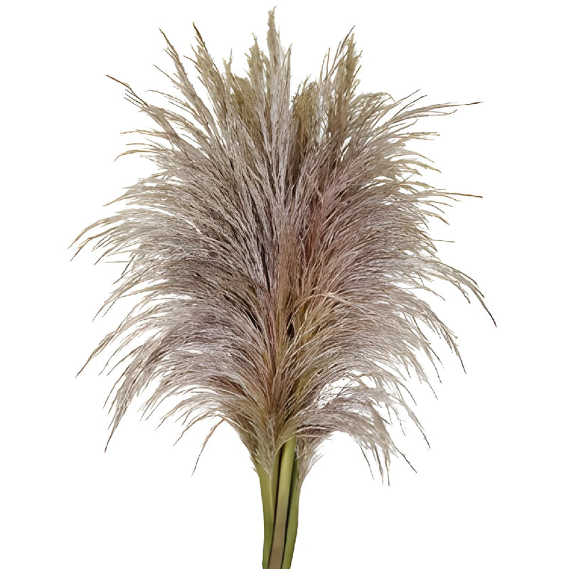 Wedding greenery bulk pampas grass filler flower sold near me